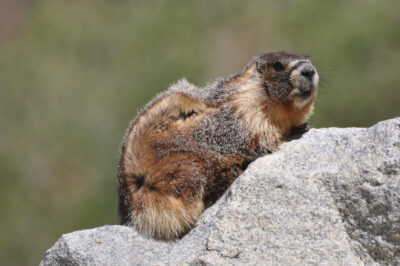 Yellow-bellied marmot peers over a rock