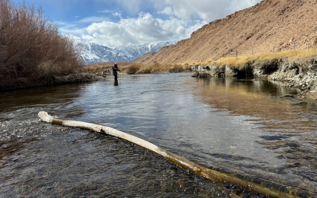 Perfect late fall fly fishing on the lower Owens River. Lots of