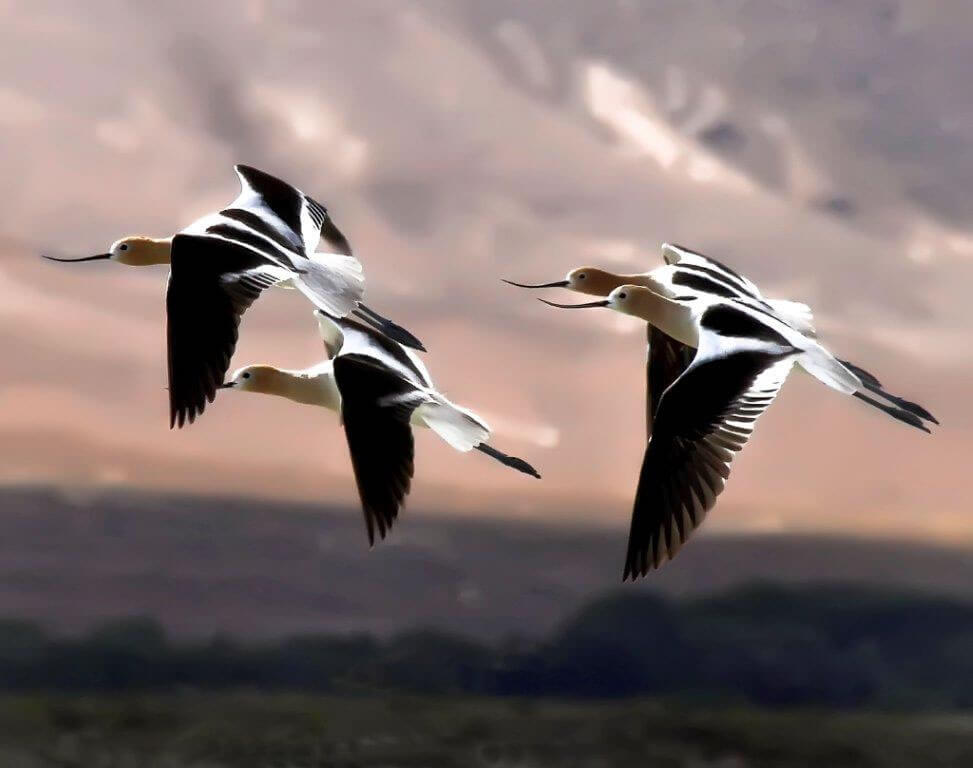 birds migrating through the Eastern Sierra