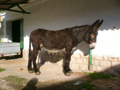Zamorano Leonés donkey, the type of donkey gifted to George Washington by Spain in 1875. Photo: Ivan Salvia Wikimedia Commons