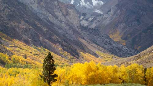 A single tall pine tree stands amidst a landscape of rocky mountains and vibrant yellow autumn foliage, capturing the essence of the Eastern Sierra near Bishop, California. visit bishop