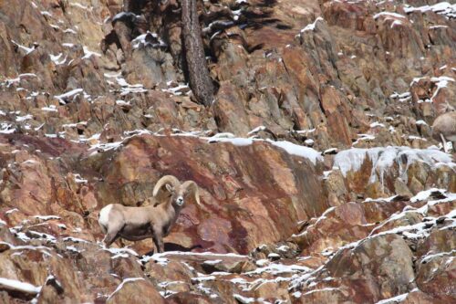 A bighorn sheep stands on a rocky, snow-dusted mountainside near Bishop, California. The sheep's curled horns and thick fur are prominent against the reddish-brown and white-speckled terrain. A tree and rugged rocks form the backdrop, creating an authentic natural scene. visit bishop