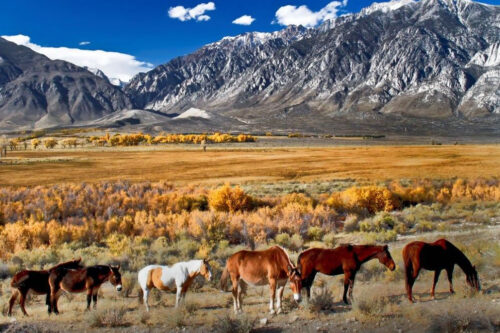 A group of horses grazing in a scenic landscape with mountains, fields, and autumn foliage under a blue sky. visit bishop