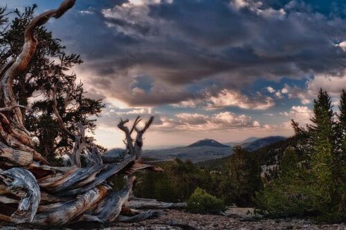 Gnarled tree in the foreground with a mountainous landscape and dramatic cloudy sky in the background at sunset. visit bishop