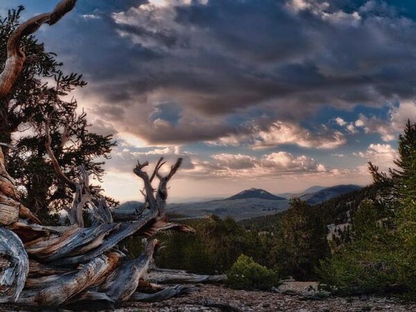 Gnarled tree in the foreground with a mountainous landscape and dramatic cloudy sky in the background at sunset. visit bishop