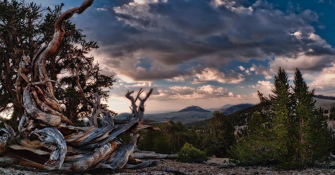 Gnarled tree in the foreground with a mountainous landscape and dramatic cloudy sky in the background at sunset. visit bishop
