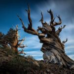 Two ancient, twisted bristlecone pine trees stand on a rocky hillside under a dramatic, cloudy sky in the Eastern Sierra near Bishop, California. visit bishop