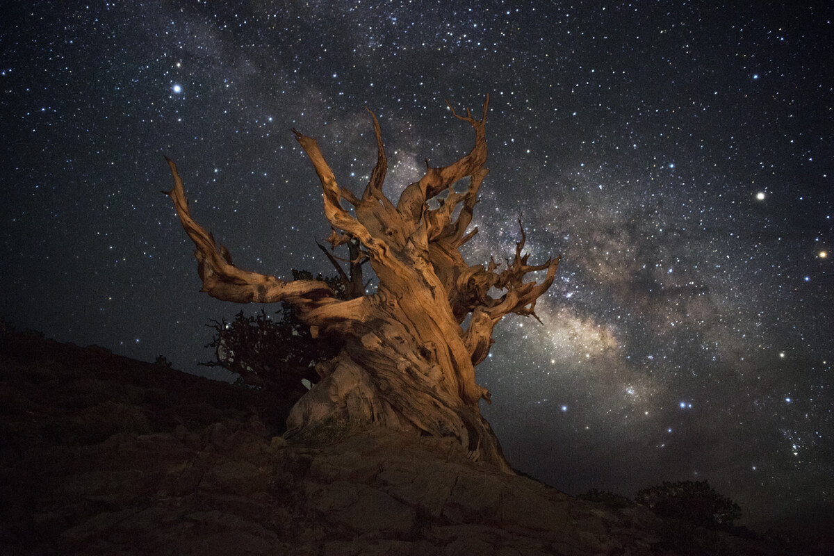 Gnarled tree illuminated under a star-filled night sky with the Milky Way visible in the background. visit bishop