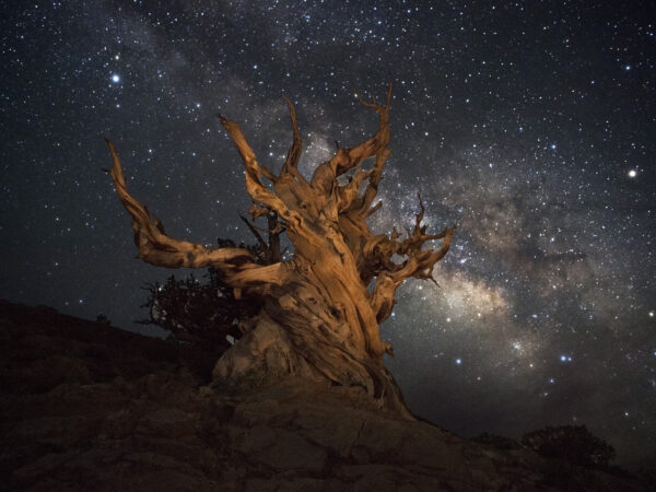 Gnarled tree illuminated under a star-filled night sky with the Milky Way visible in the background. visit bishop