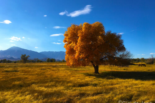 A solitary tree with vibrant yellow leaves stands in a sunlit meadow under a clear blue sky with mountains in the background. visit bishop