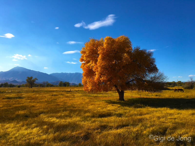 A solitary tree with vibrant yellow leaves stands in a sunlit meadow under a clear blue sky with mountains in the background. visit bishop