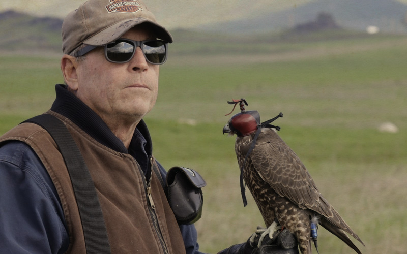 A man in a cap and sunglasses holds a hooded falcon, standing in a grassy field near Bishop, California. visit bishop