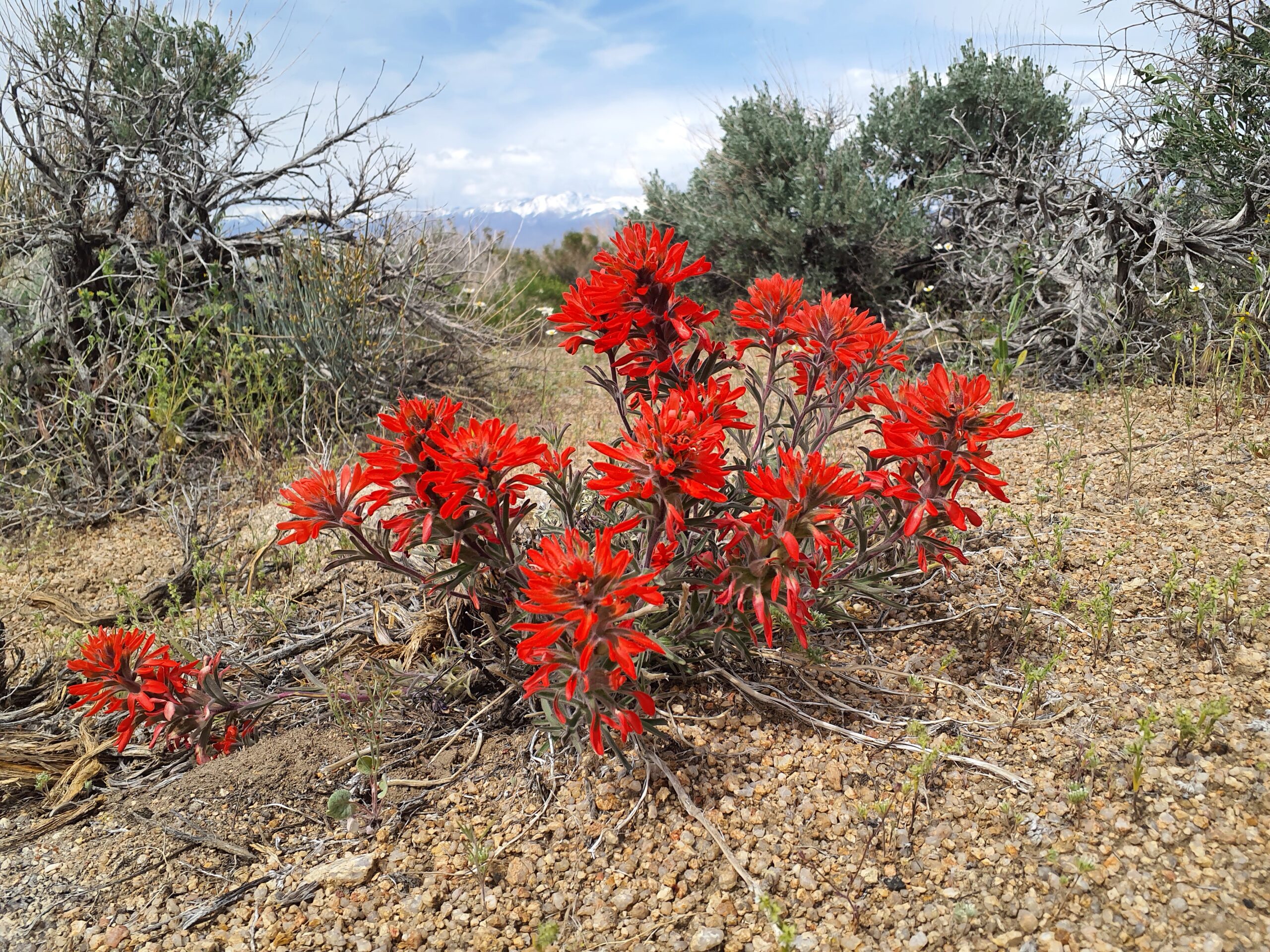 A cluster of vibrant red wildflowers grows in a dry, desert landscape with scattered shrubs and a distant mountainous backdrop, capturing the rugged beauty of Bishop, California in the Eastern Sierra. visit bishop