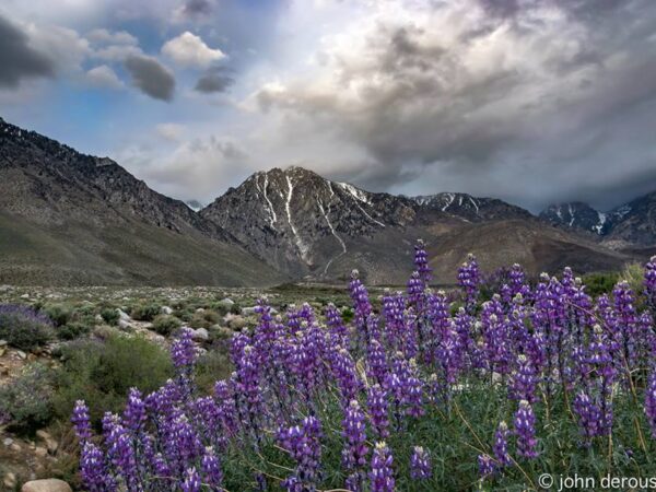 Purple wildflowers in the foreground with rugged mountains and a cloudy sky in the background. Photo by John Derousseau. visit bishop