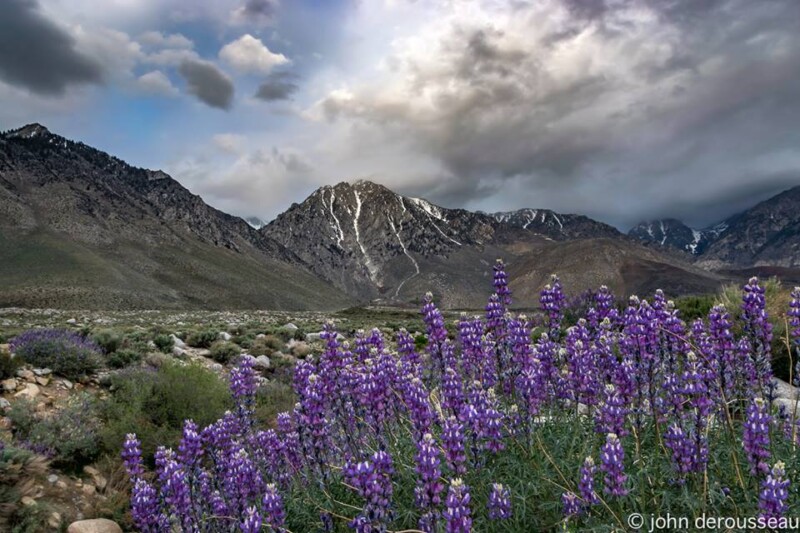 Purple wildflowers in the foreground with rugged mountains and a cloudy sky in the background. Photo by John Derousseau. visit bishop