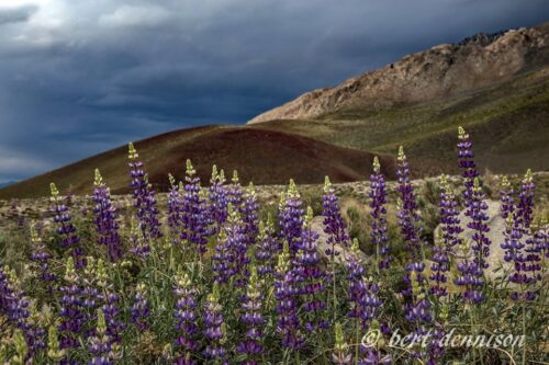 A field of vibrant, purple lupine flowers blooms in the foreground, set against a backdrop of rolling hills and an ominous, dark cloudy sky in Bishop, California. The photo, credited to Bert Dennison, showcases the beauty of the flowers in contrast to the approaching storm. visit bishop