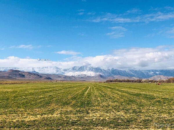 Field with green grass leads to mountains partially covered in snow under a bright blue sky with scattered clouds. visit bishop