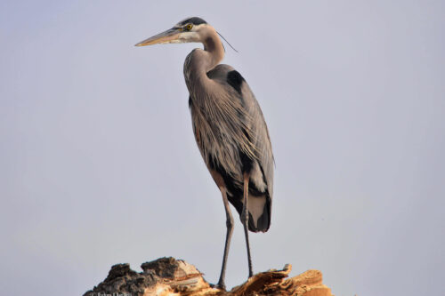 A great blue heron stands on a broken tree stump against a clear blue sky. visit bishop