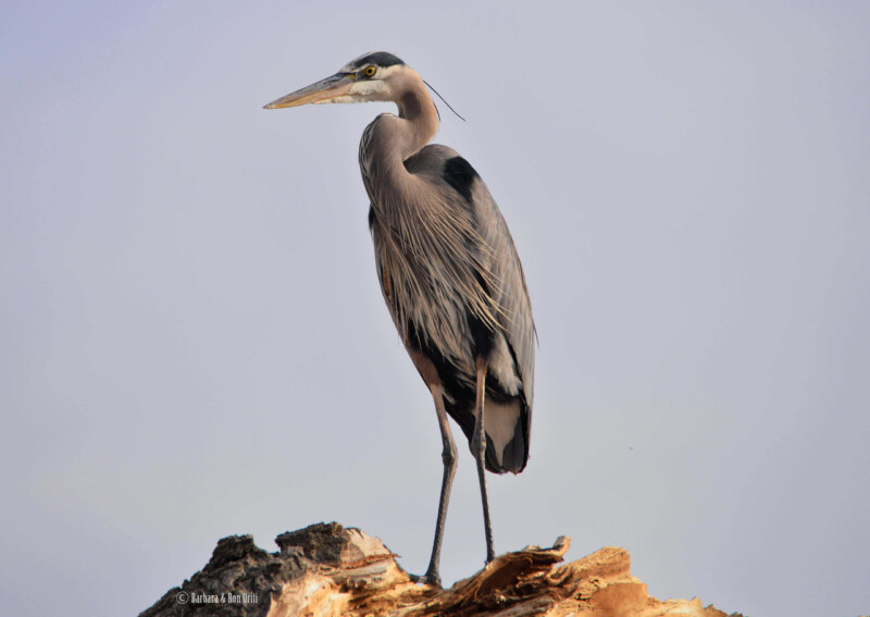 A great blue heron stands on a broken tree stump against a clear blue sky. visit bishop