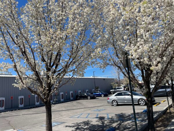 A parking lot with several cars parked under blooming white cherry blossom trees in Bishop, California. A long gray building with a row of electric vehicle charging stations is visible in the background. The sky is clear and blue. visit bishop