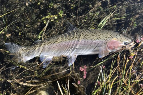 A rainbow trout with distinctive spots and a pinkish lateral streak lies on top of a bed of aquatic plants and algae submerged in the shallow waters near Bishop, California. The fish's scales glisten under the light, highlighting its sleek, elongated body. visit bishop