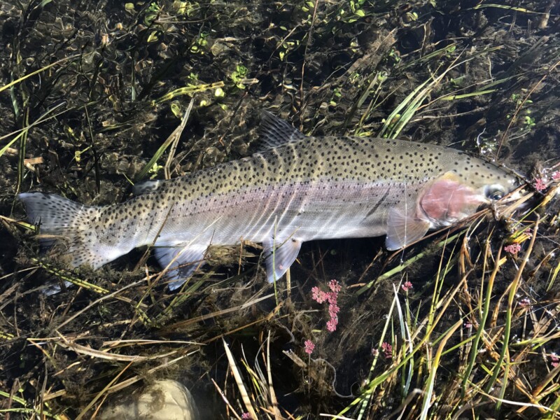 A rainbow trout with distinctive spots and a pinkish lateral streak lies on top of a bed of aquatic plants and algae submerged in the shallow waters near Bishop, California. The fish's scales glisten under the light, highlighting its sleek, elongated body. visit bishop