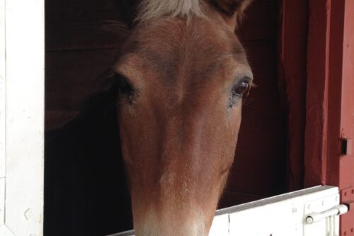 Close-up of a brown mule with a light mane looking out from a stable with a "53 Count" sign on the door. visit bishop