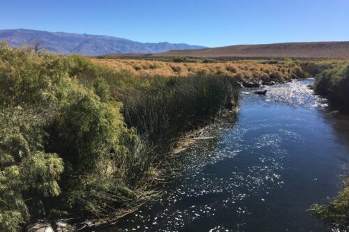 A river bordered by tall green grasses and bushes, with mountains in the background under a clear blue sky. visit bishop