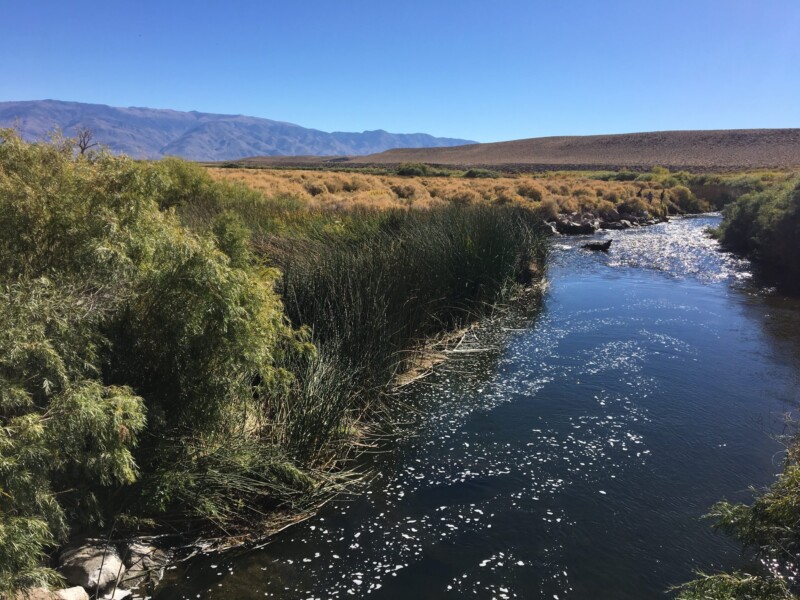 A river bordered by tall green grasses and bushes, with mountains in the background under a clear blue sky. visit bishop