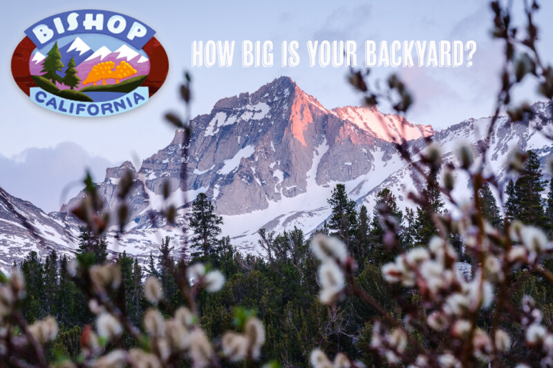 A stunning mountain peak dusted with snow is bathed in the warm light of the setting sun. Pine trees and blooming flowers frame the foreground. Text at the top reads, "HOW BIG IS YOUR BACKYARD?" accompanied by a logo that says "BISHOP CALIFORNIA." Experience Bishop California. visit bishop