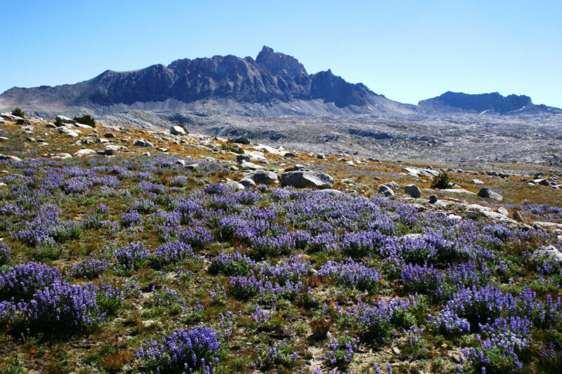 A field of vibrant purple wildflowers covers the foreground, while rugged, rocky mountains stand under a clear blue sky in the background. The landscape near Bishop, California blends the beauty of blooming flora with the starkness of high-altitude terrain. visit bishop