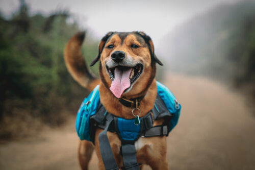 A happy dog wearing a blue hiking backpack, standing on a foggy trail with its tongue out. visit bishop