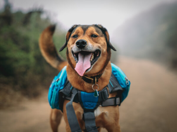 A happy dog wearing a blue hiking backpack, standing on a foggy trail with its tongue out. visit bishop