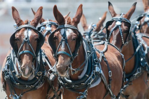 A close-up of several brown mule harness racers with ornate bridles and harnesses, standing in a row at an event in Bishop, California. They have upright ears, and their harnesses are adorned with small decorative studs. The background is blurred. visit bishop