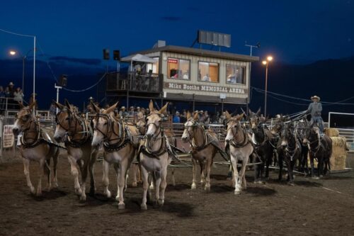 A team of mules pulls a wagon in front of a crowd at an outdoor arena in Bishop, California, during an evening event. visit bishop