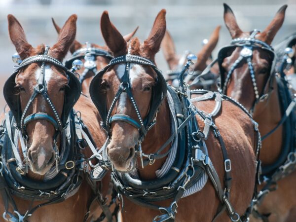 A close-up of several brown mule harness racers with ornate bridles and harnesses, standing in a row at an event in Bishop, California. They have upright ears, and their harnesses are adorned with small decorative studs. The background is blurred. visit bishop