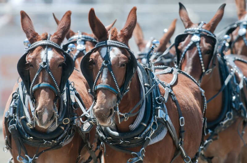 A close-up of several brown mule harness racers with ornate bridles and harnesses, standing in a row at an event in Bishop, California. They have upright ears, and their harnesses are adorned with small decorative studs. The background is blurred. visit bishop