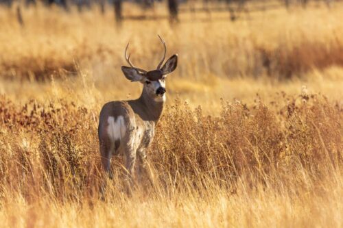 A deer standing in a field of tall, golden grass on a sunny day. visit bishop