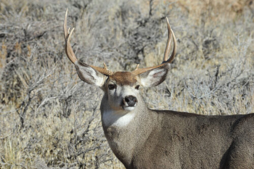 A mule deer with large antlers stands in a dry, grassy landscape with sparse shrubbery. visit bishop