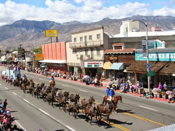 A parade in a small town with horses, people watching, and mountains in the background. visit bishop