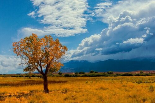 A solitary tree with autumn leaves stands in a golden field under a dramatic sky with mountains in the background. visit bishop
