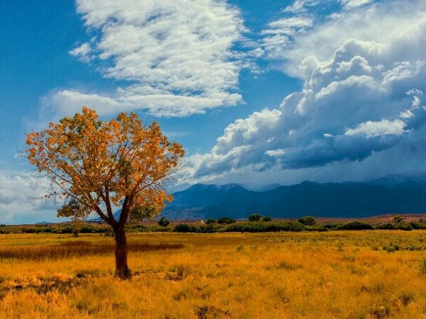 A solitary tree with autumn leaves stands in a golden field under a dramatic sky with mountains in the background. visit bishop
