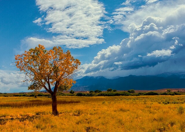 A solitary tree with autumn leaves stands in a golden field under a dramatic sky with mountains in the background. visit bishop