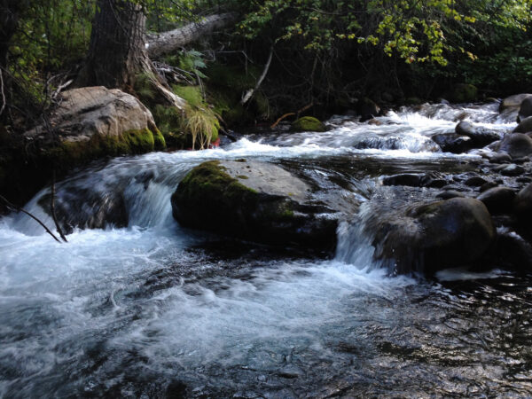 A serene stream flowing over rocks in a lush green forest, with sunlight filtering through the trees. visit bishop