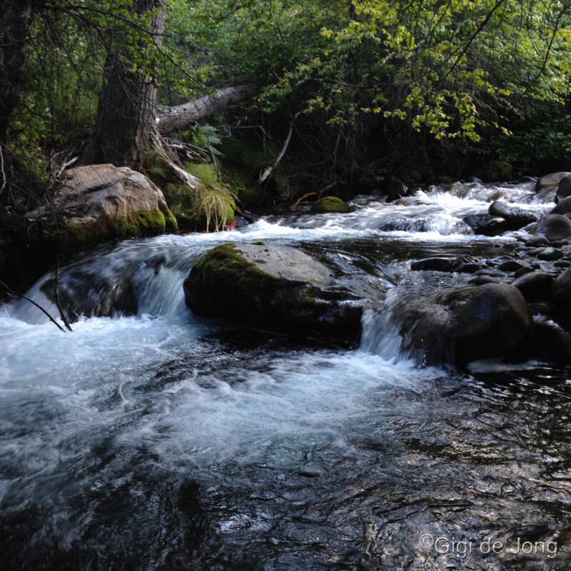 A serene stream flowing over rocks in a lush green forest, with sunlight filtering through the trees. visit bishop