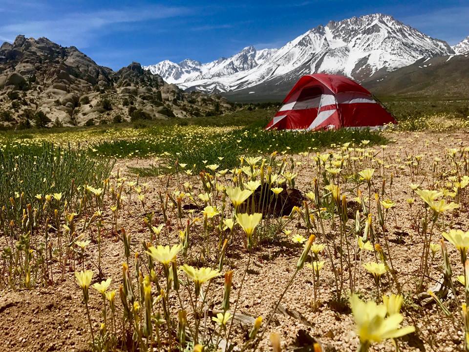 A red tent pitched in a flower-filled meadow with snowy mountains in the background on a sunny day, capturing the breathtaking beauty of Bishop, California, in the Eastern Sierra. visit bishop