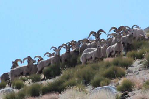 A herd of bighorn sheep standing on a grassy hillside with clear blue sky in the background. visit bishop