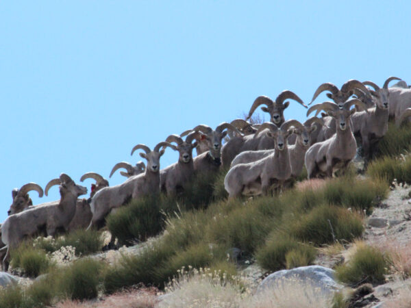 A herd of bighorn sheep standing on a grassy hillside with clear blue sky in the background. visit bishop