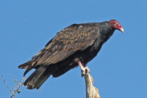 A turkey vulture with a red head and dark feathers perched on a tree branch against a clear blue sky. visit bishop