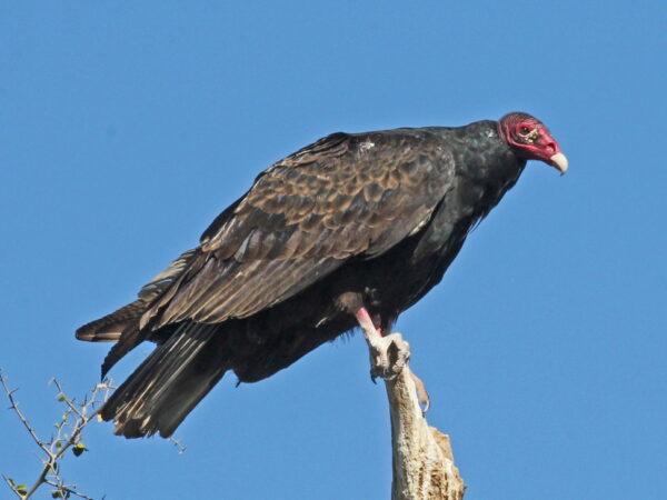 A turkey vulture with a red head and dark feathers perched on a tree branch against a clear blue sky. visit bishop